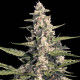 Насіння коноплі Pandora autofem. Paradise Seeds