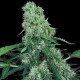 Насіння коноплі Pandora autofem. Paradise Seeds