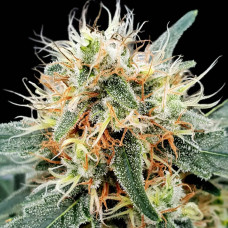 Stromboli auto feminised (Paradise Seeds)