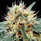 Насіння коноплі Stromboli autofem. Paradise Seeds