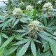 Насіння коноплі Stromboli autofem. Paradise Seeds