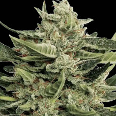 Vertigo auto feminised (Paradise Seeds)