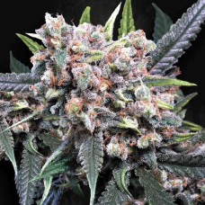 Wappa auto feminised (Paradise Seeds)
