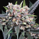 Насіння коноплі Wappa autofem. Paradise Seeds