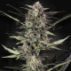 Насіння коноплі Wappa autofem. Paradise Seeds