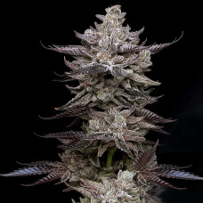 Animorph Mints feminised (Paradise Seeds)