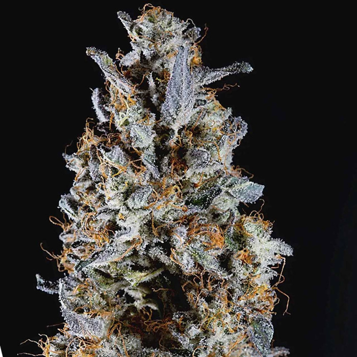Насіння коноплі Animorph Mints fem. Paradise Seeds