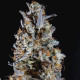 Насіння коноплі Animorph Mints fem. Paradise Seeds