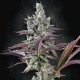 Насіння коноплі Apricot Candy fem. Paradise Seeds