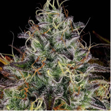 Apricot Candy feminised (Paradise Seeds)