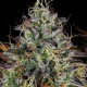 Насіння коноплі Apricot Candy fem. Paradise Seeds