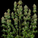 Насіння коноплі Apricot Candy fem. Paradise Seeds