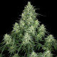 Насіння коноплі Atomical Haze fem. Paradise Seeds