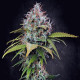 Насіння коноплі Atomical Haze fem. Paradise Seeds
