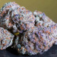 Насіння коноплі Blue Gem fem. Paradise Seeds