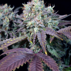 Blue Gem feminised (Paradise Seeds)