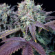 Насіння коноплі Blue Gem fem. Paradise Seeds