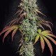 Насіння коноплі Blue Gem fem. Paradise Seeds