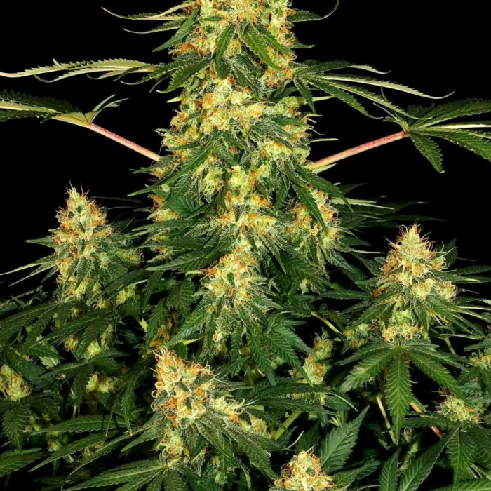 Насіння коноплі Californian Gold fem. Paradise Seeds 