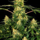 Насіння коноплі Californian Gold fem. Paradise Seeds 
