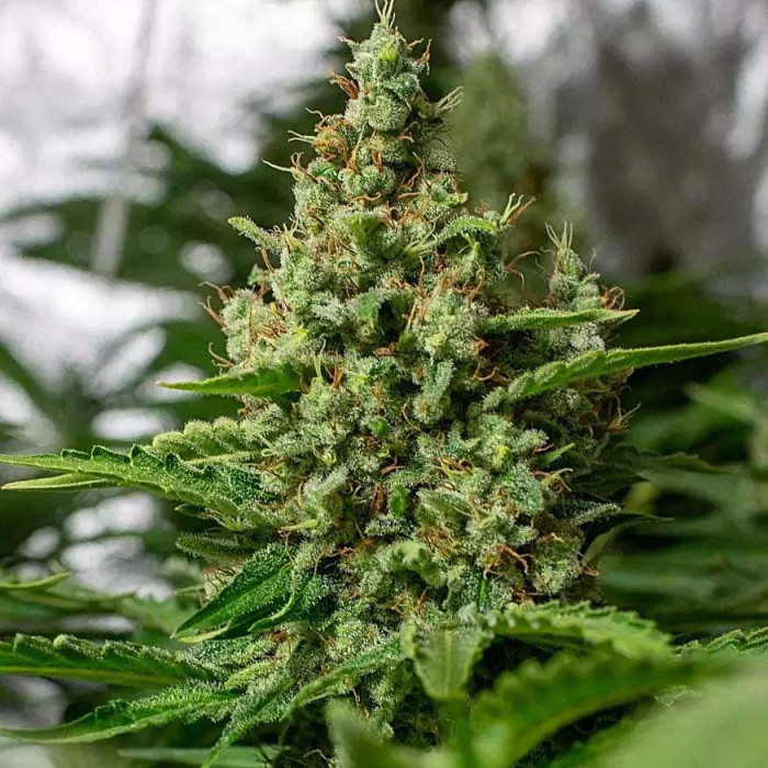 Насіння коноплі Californian Gold fem. Paradise Seeds 