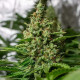 Насіння коноплі Californian Gold fem. Paradise Seeds 