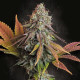 Насіння коноплі Californian Gold fem. Paradise Seeds 