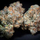 Насіння коноплі Caramba fem. Paradise Seeds