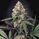 Насіння коноплі Caramba fem. Paradise Seeds
