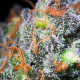 Насіння коноплі Caramba fem. Paradise Seeds
