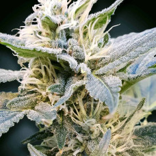 CBDelight feminised (Paradise Seeds)