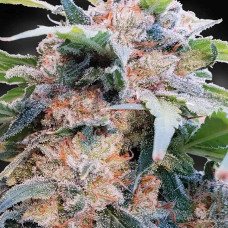 CBDream feminised (Paradise Seeds)