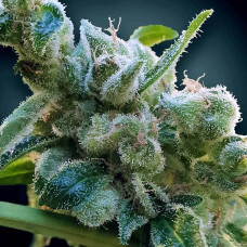 CBDrelax feminised (Paradise Seeds)