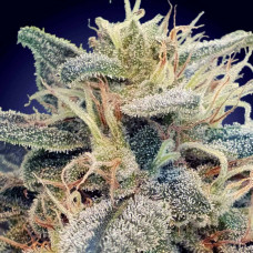 CBDrelief feminised (Paradise Seeds)