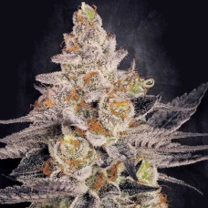 Chocolate Wafflez feminised (Paradise Seeds)