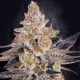 Насіння коноплі Chocolate Wafflez fem. Paradise Seeds