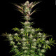 Насіння коноплі Chocolate Wafflez fem. Paradise Seeds