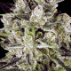 Семена конопли Durga Mata II CBD fem. Paradise Seeds 
