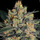Семена конопли Durga Mata II CBD fem. Paradise Seeds 