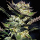 Семена конопли Durga Mata fem. Paradise Seeds 