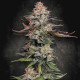 Семена конопли Durga Mata fem. Paradise Seeds 