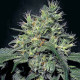 Семена конопли Dutch Dragon fem. Paradise Seeds 