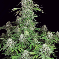 Dutch Dragon feminised (Paradise Seeds)