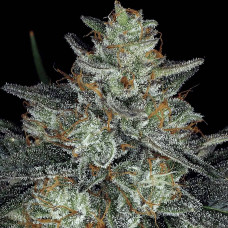 Dutch Kush feminised (Paradise Seeds)