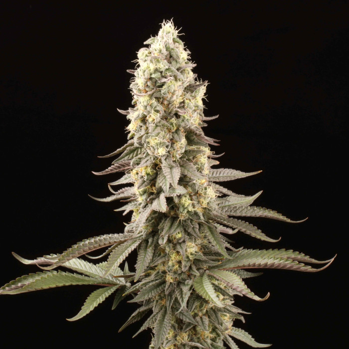 Семена конопли El Dorado OG fem. Paradise Seeds 