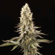 Семена конопли El Dorado OG fem. Paradise Seeds 