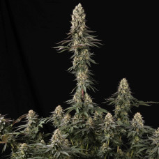 El Dorado OG feminised (Paradise Seeds)
