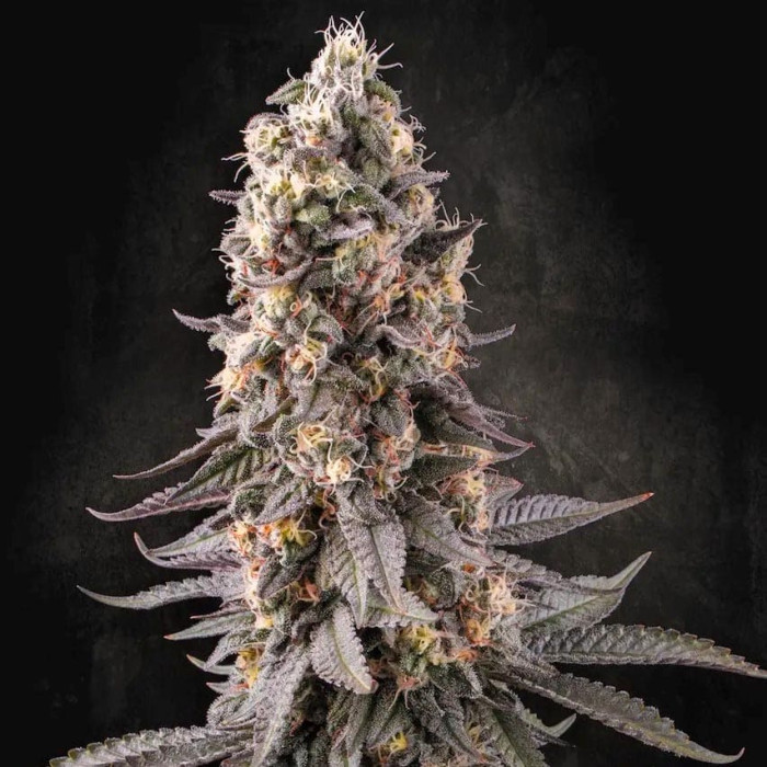 Семена конопли El Dorado OG fem. Paradise Seeds 