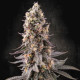 Семена конопли El Dorado OG fem. Paradise Seeds 