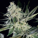 Семена конопли Glowstarz fem. Paradise Seeds 
